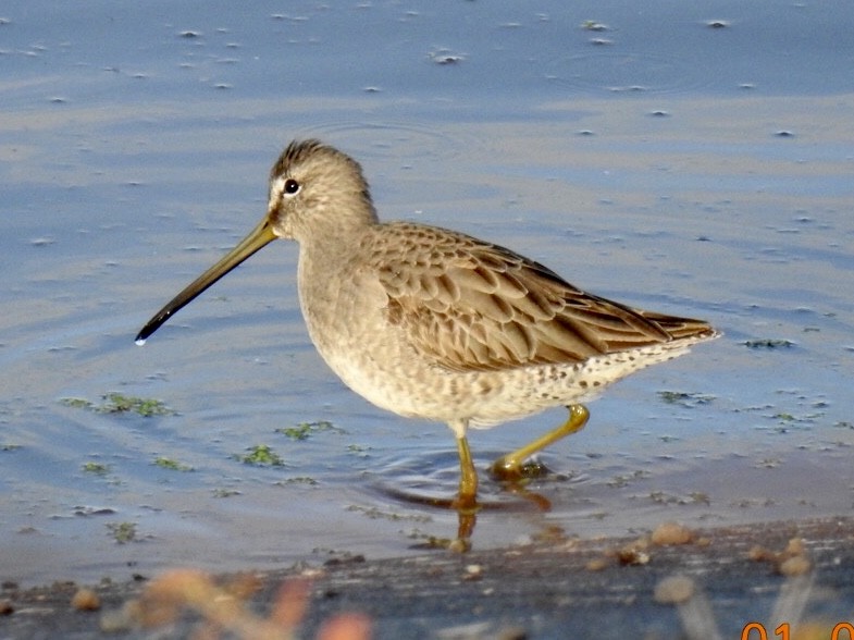 Long-billed Dowitcher - ML198125031
