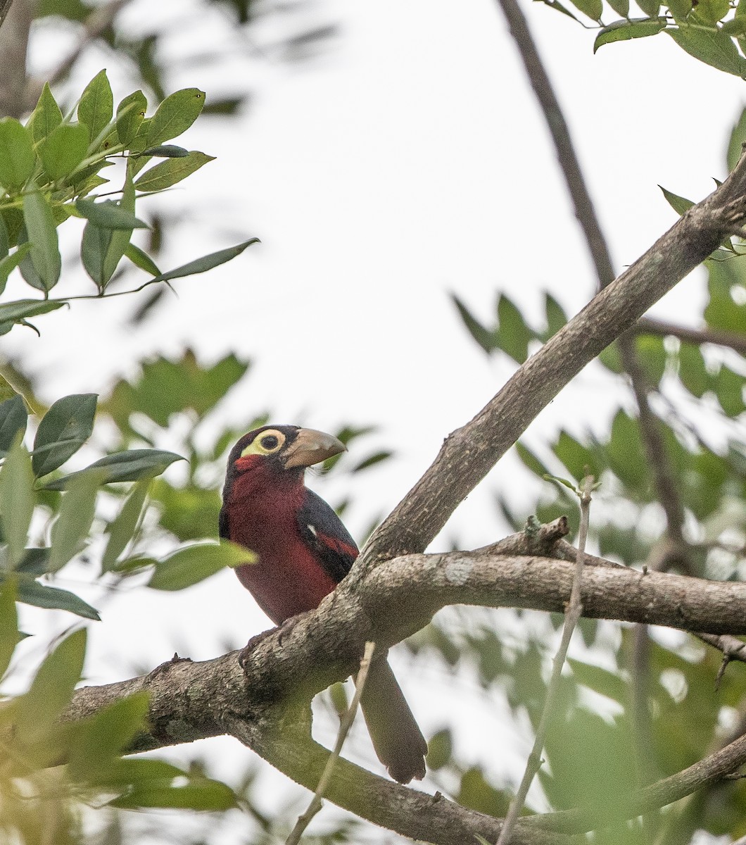 Double-toothed Barbet - ML198125111