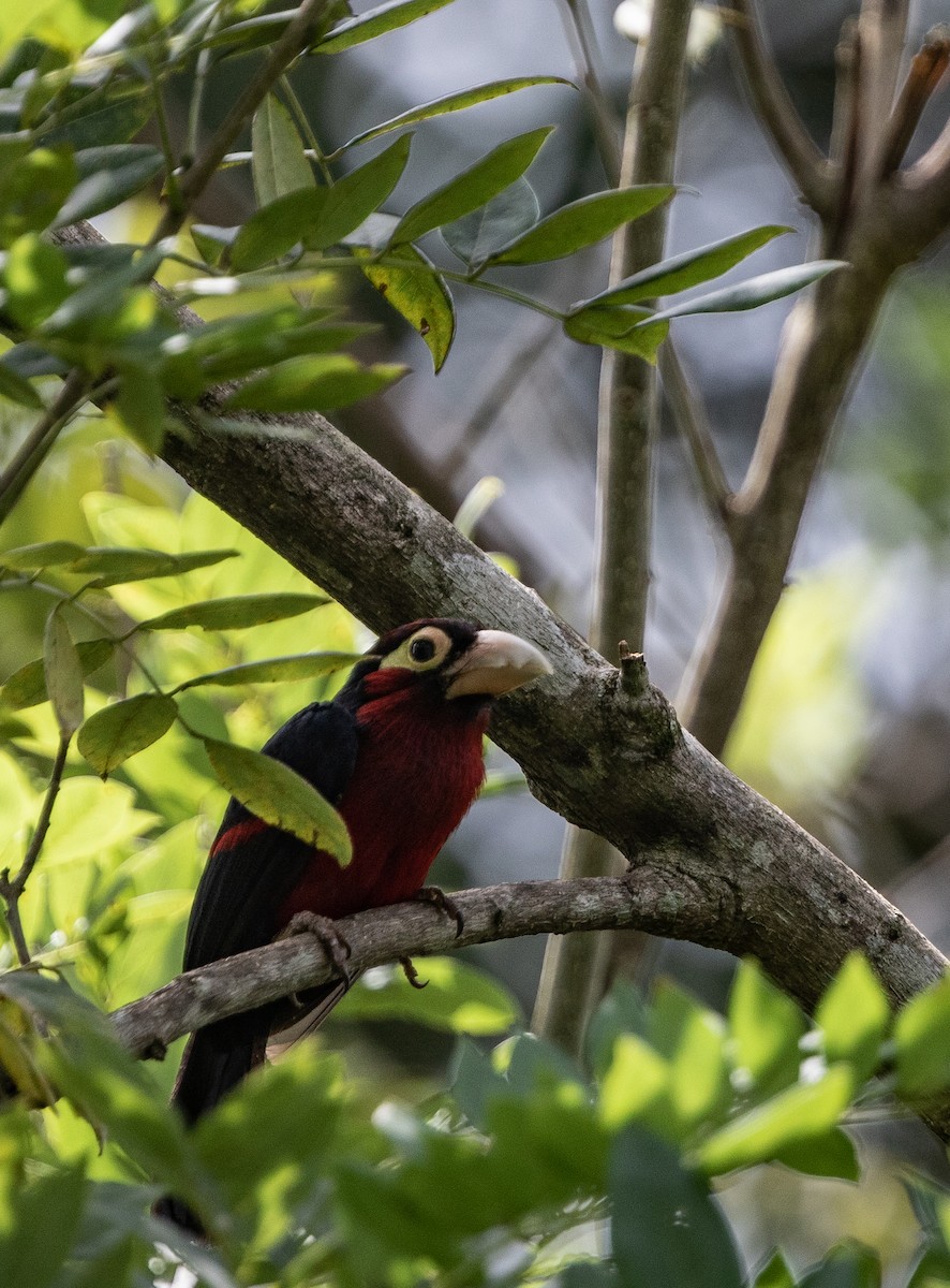 Double-toothed Barbet - ML198125271