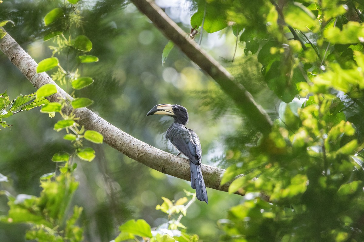 West African Pied Hornbill - Per Smith