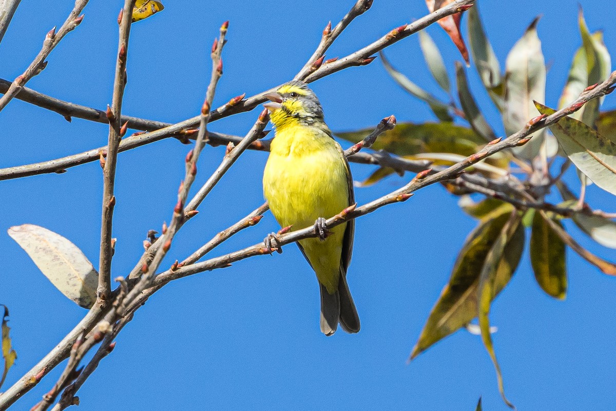 Yellow-fronted Canary - ML198129301