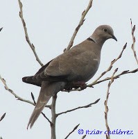 Eurasian Collared-Dove - ML198136991