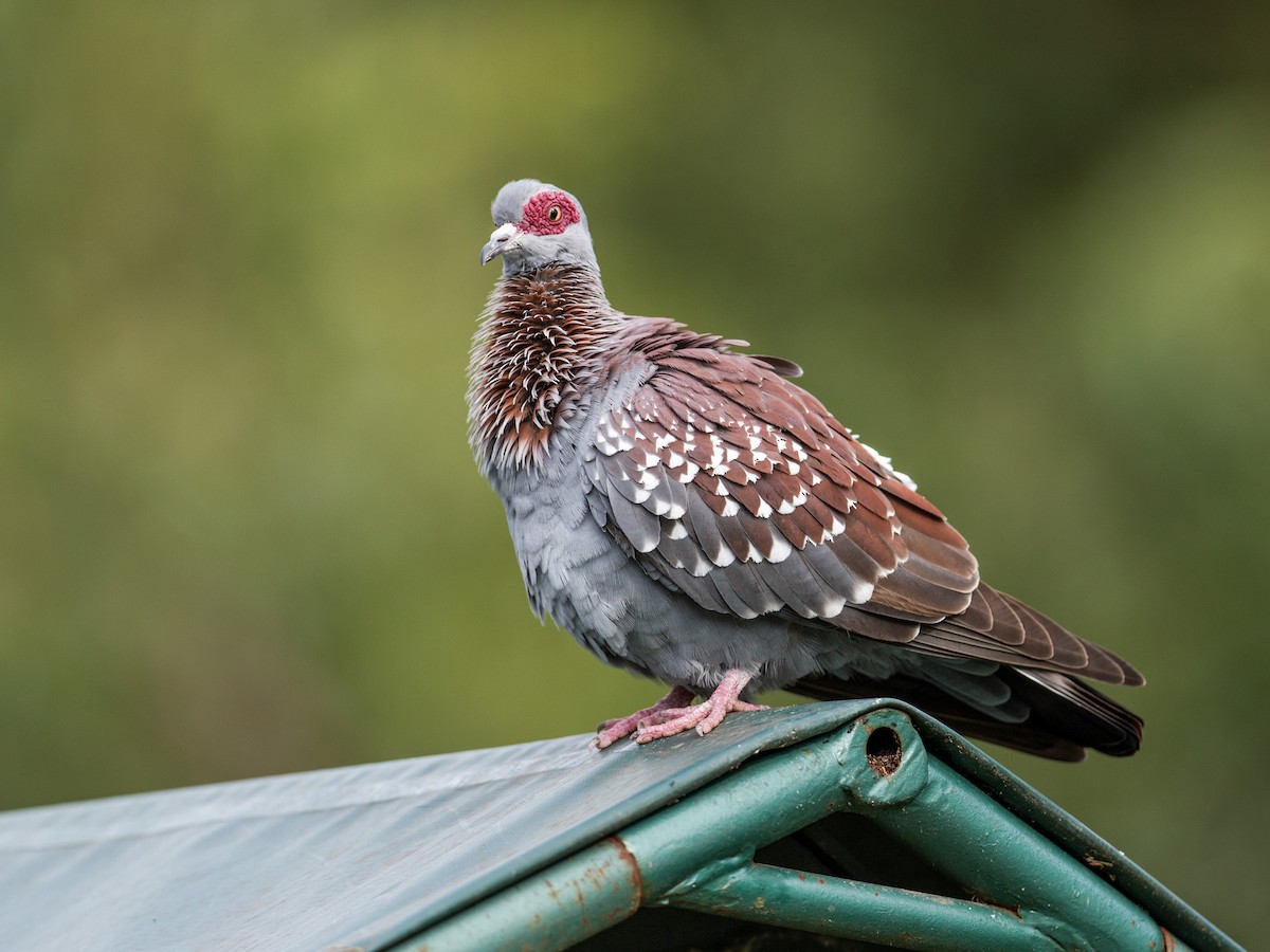 Speckled Pigeon - ML198137381
