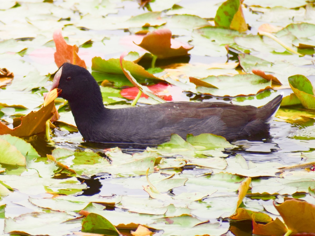 Red-fronted Coot - Claudio Martin