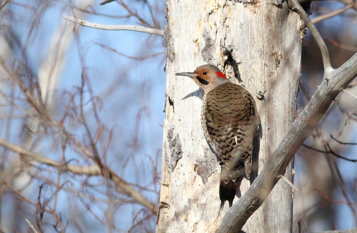 Northern Flicker (Yellow-shafted) - ML198138311