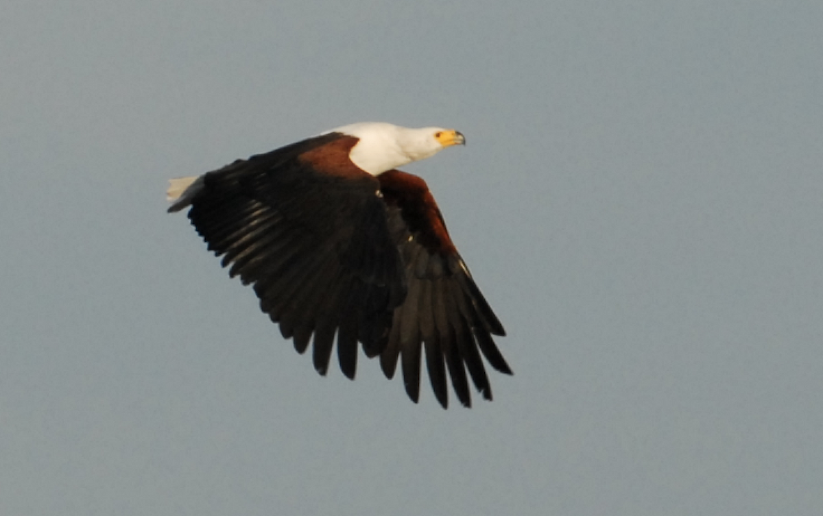 African Fish-Eagle - ML198145291
