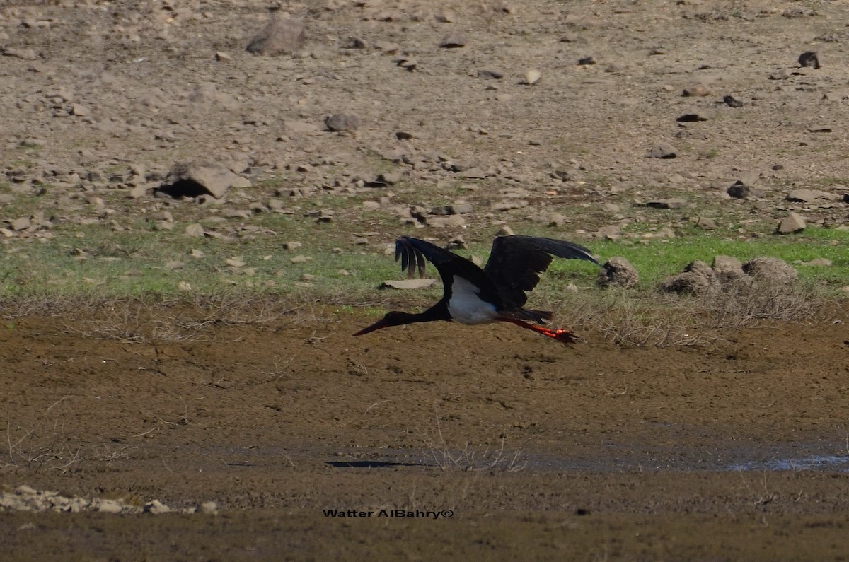 Black Stork - ML198146481