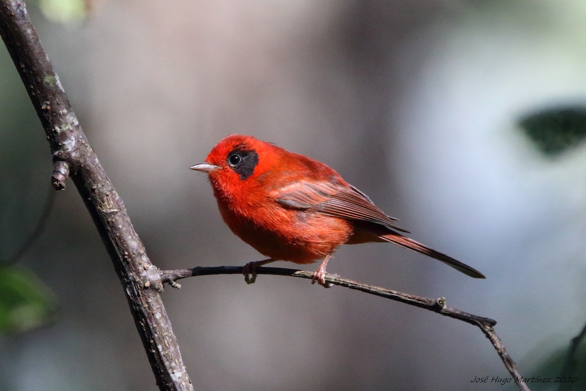 Red Warbler (Gray-cheeked) - José Hugo Martínez Guerrero