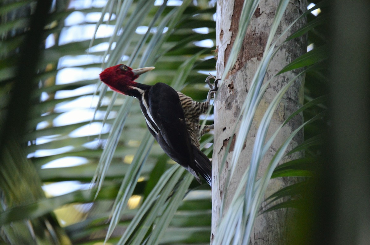 Pale-billed Woodpecker - ML198155431