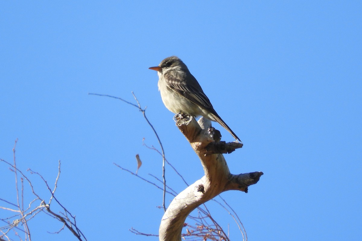 Greater Pewee - ML198160661