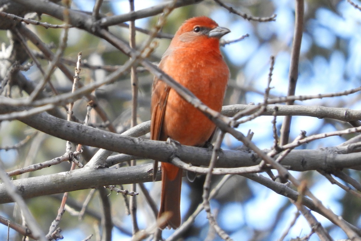 Hepatic Tanager - ML198161771