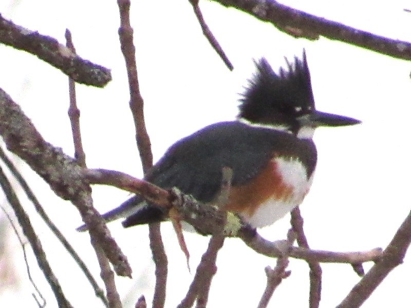 Belted Kingfisher - ML198171801