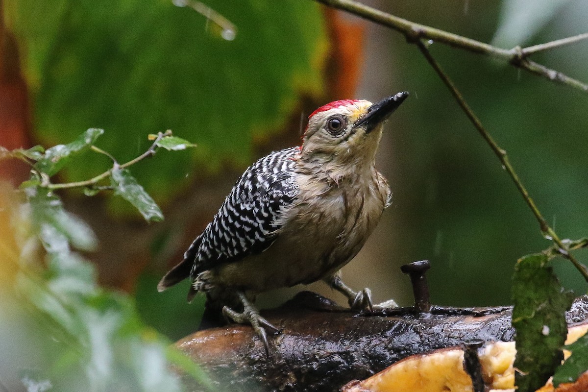 Red-crowned Woodpecker - Daniele Mitchell