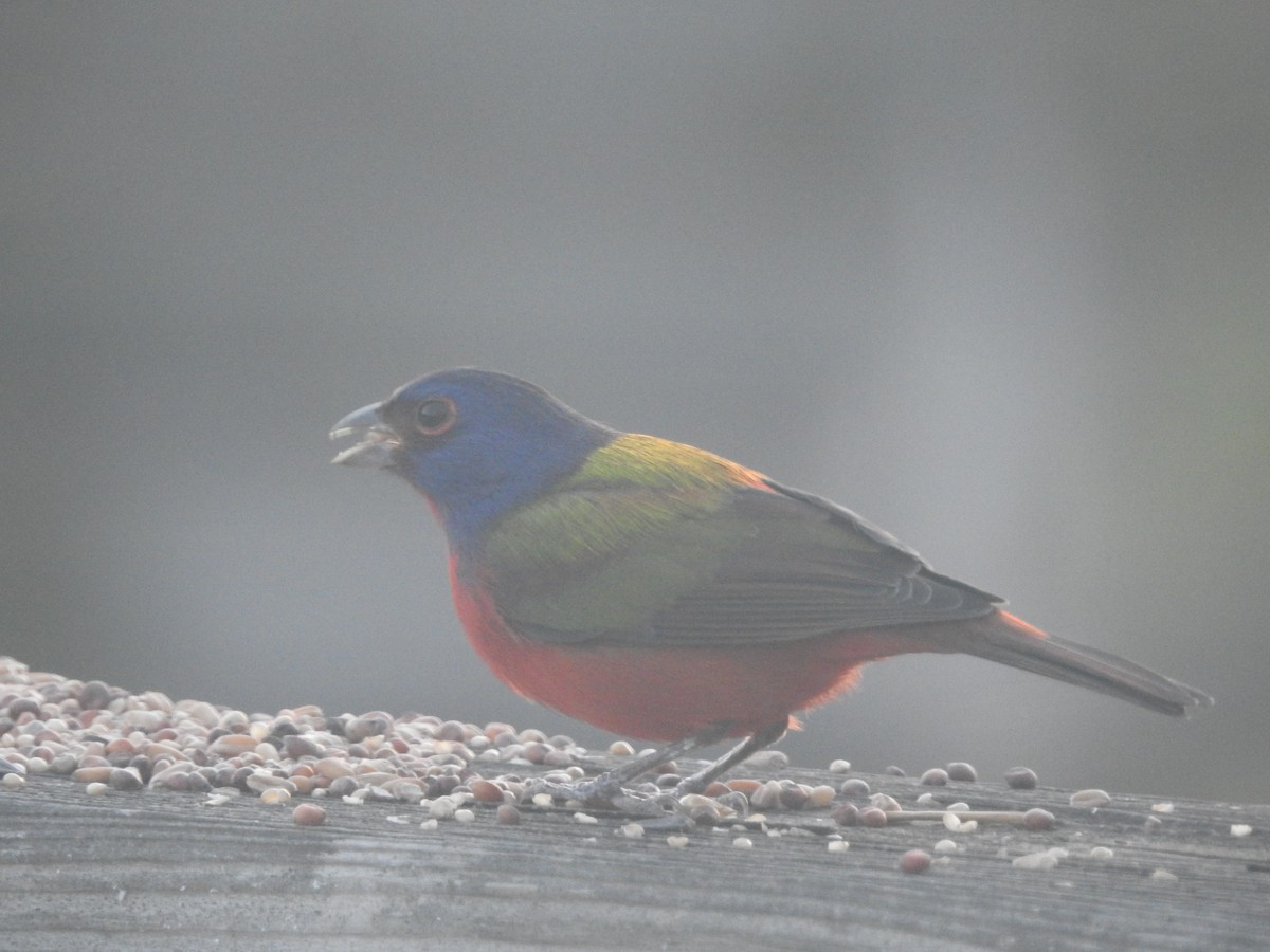 Painted Bunting - ML198181091