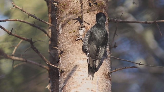 Black-backed Woodpecker - ML198183851
