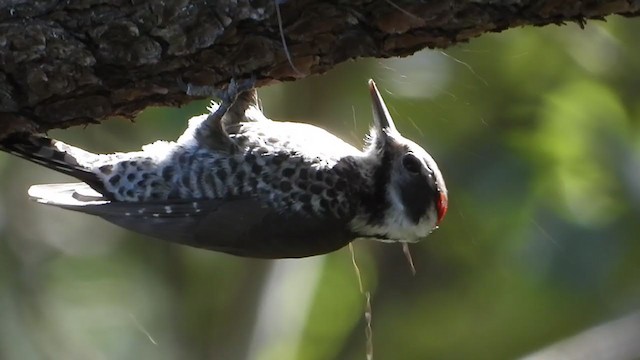 Arizona Woodpecker - ML198187991