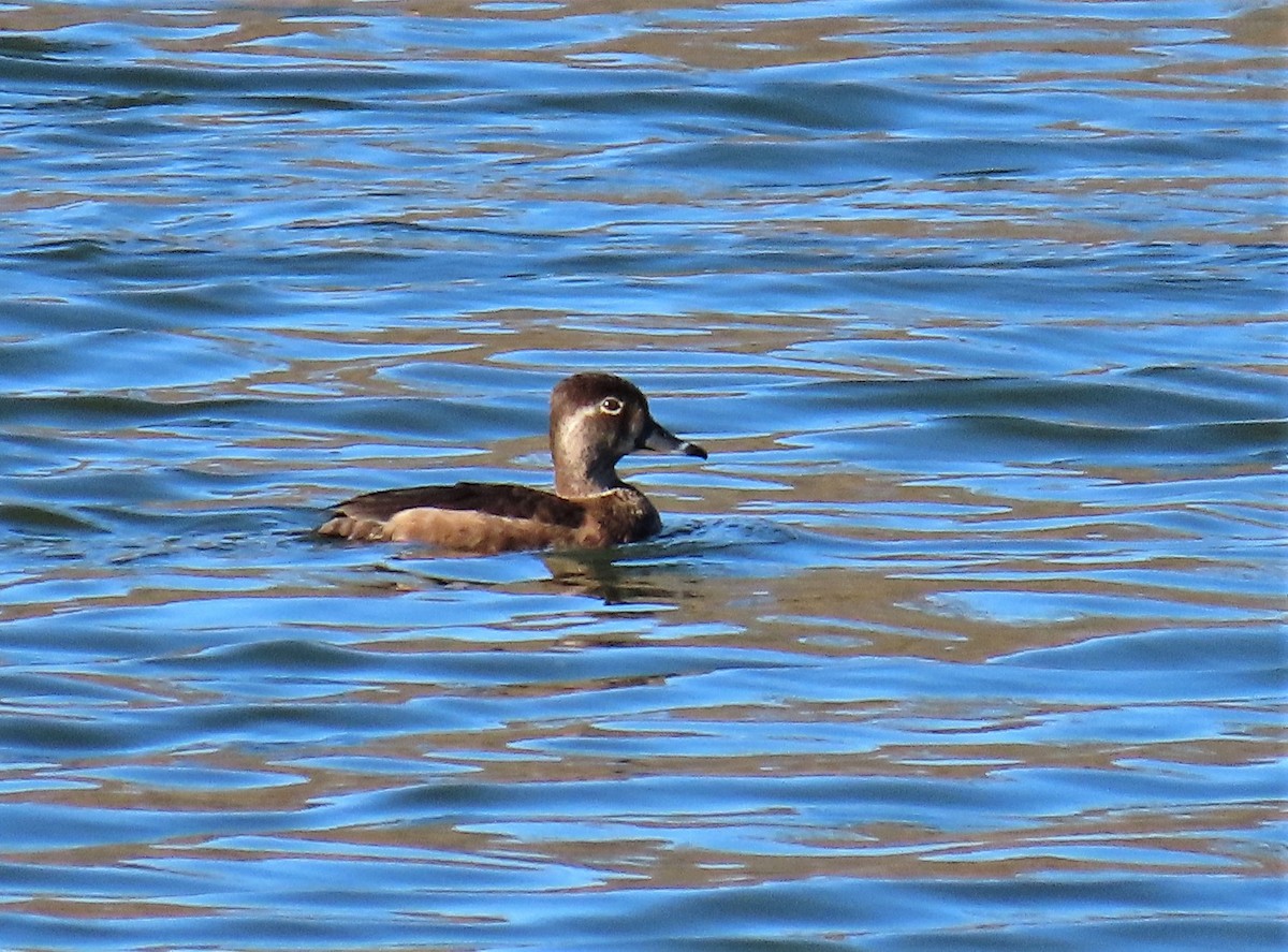 Ring-necked Duck - ML198192141