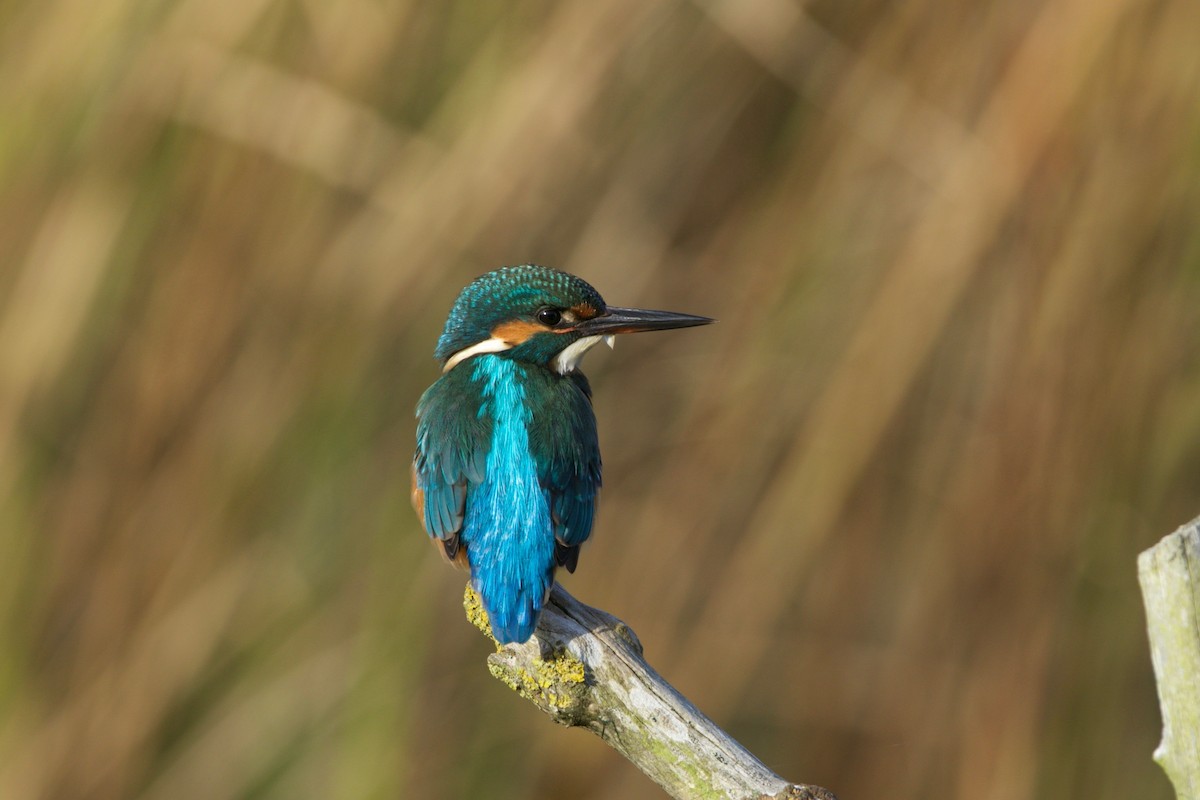 Common Kingfisher - Simon Mitchell