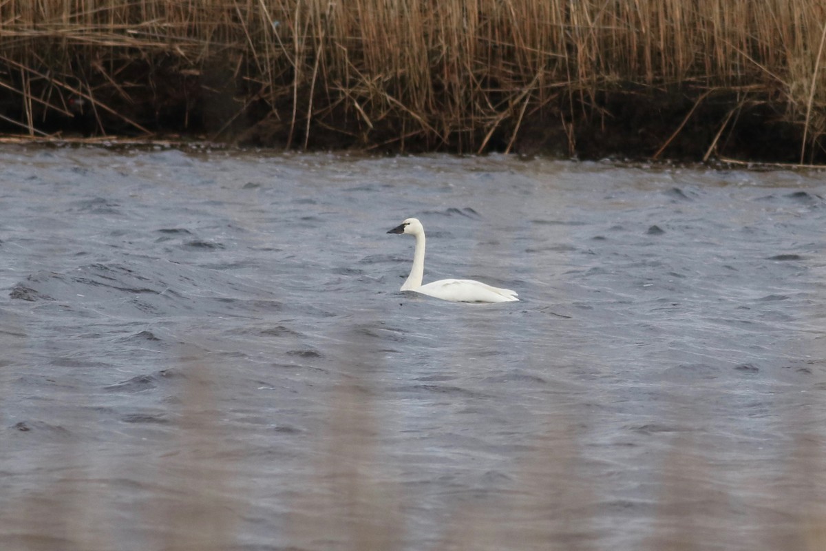 Tundra Swan (Whistling) - ML198196551