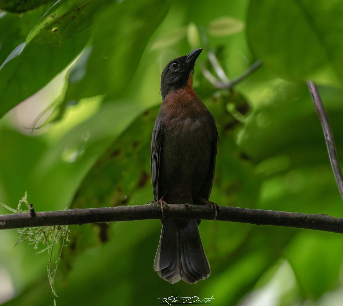 Black-cheeked Ant-Tanager - ML198202281