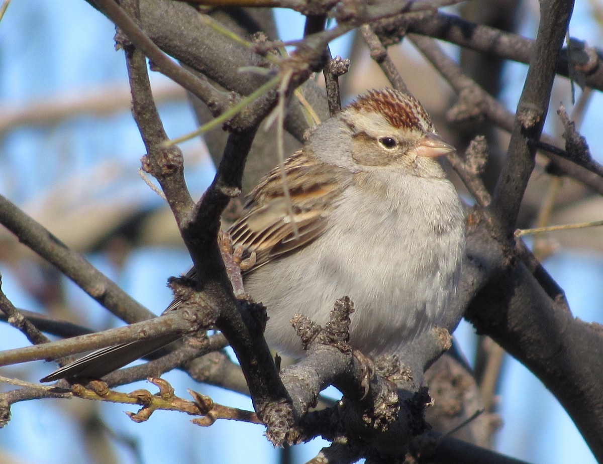 Chipping Sparrow - ML198206671