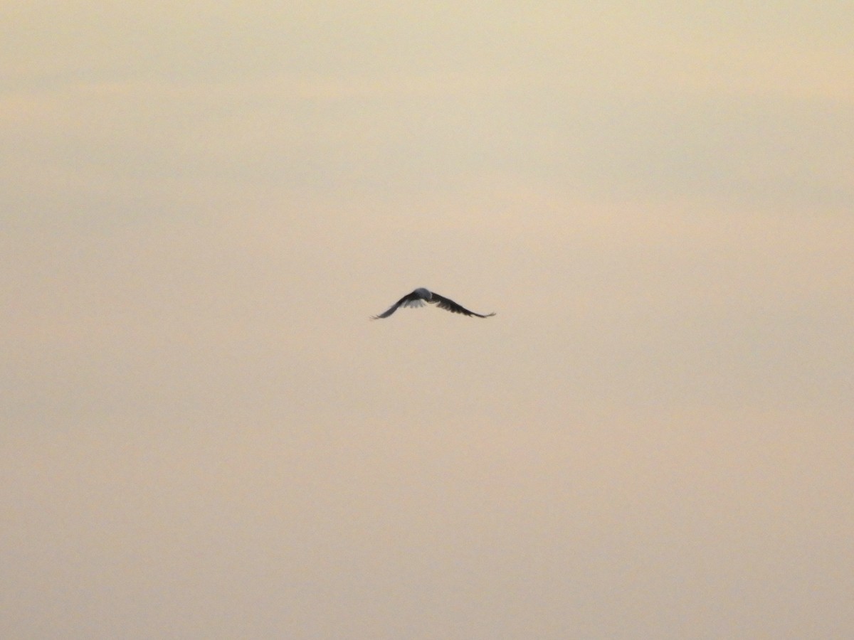 White-tailed Kite - Gonzalo Diaz
