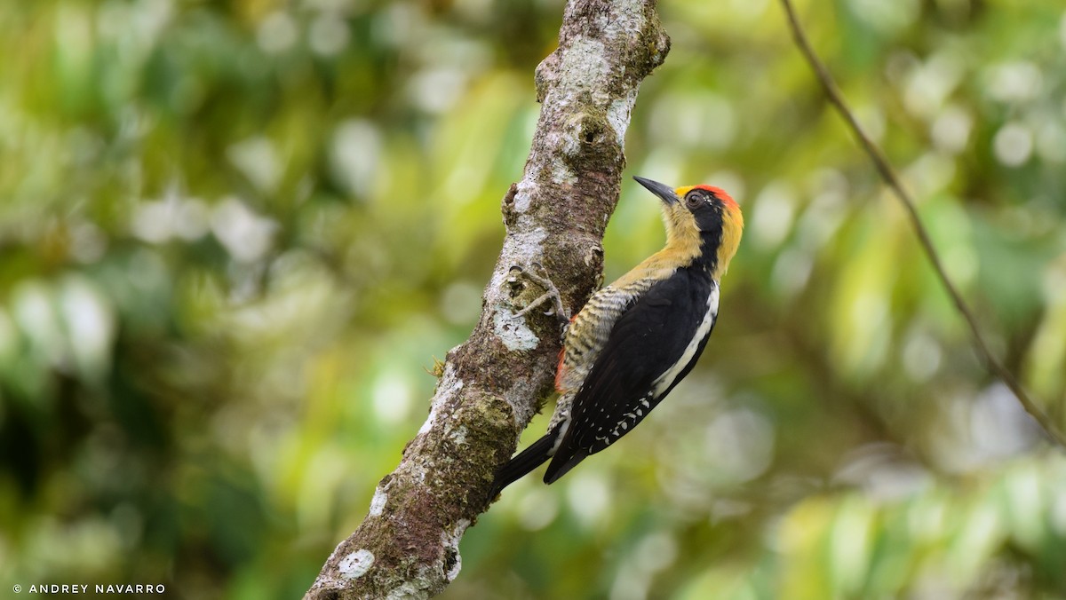 Golden-naped Woodpecker - Andrey Navarro Brenes