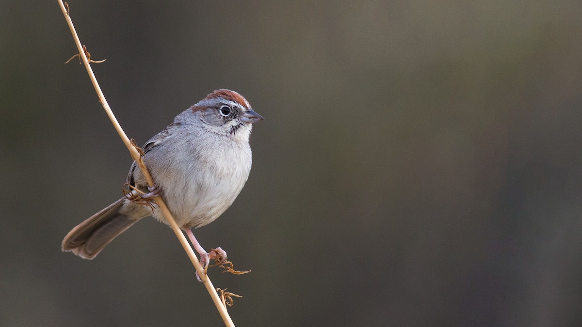 Rufous-crowned Sparrow - ML198217651