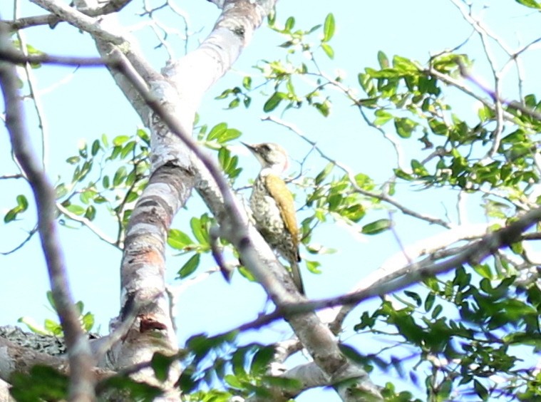 Mombasa Woodpecker - ML198219771