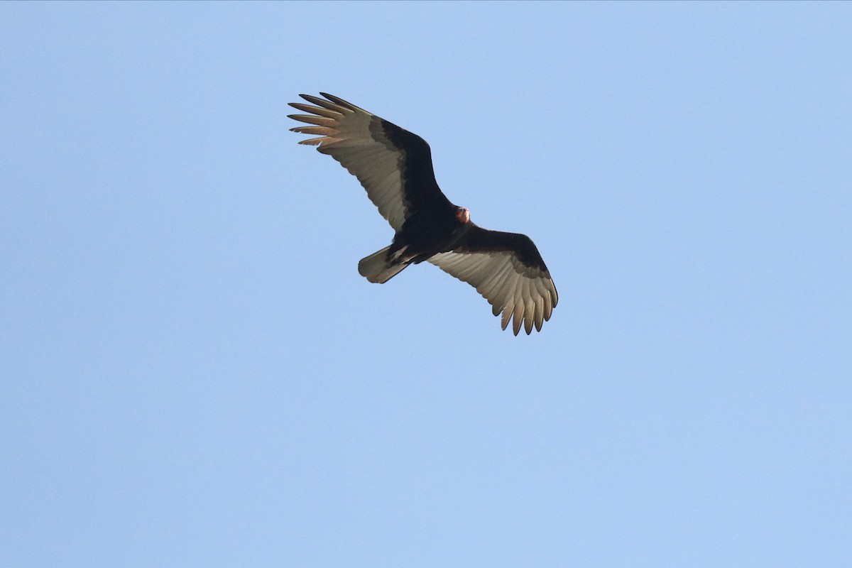 Lesser Yellow-headed Vulture - ML198219961