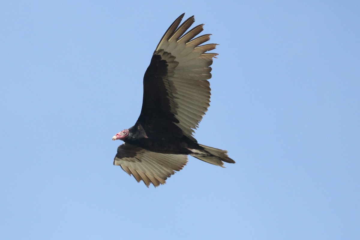 Turkey Vulture - ML198220221