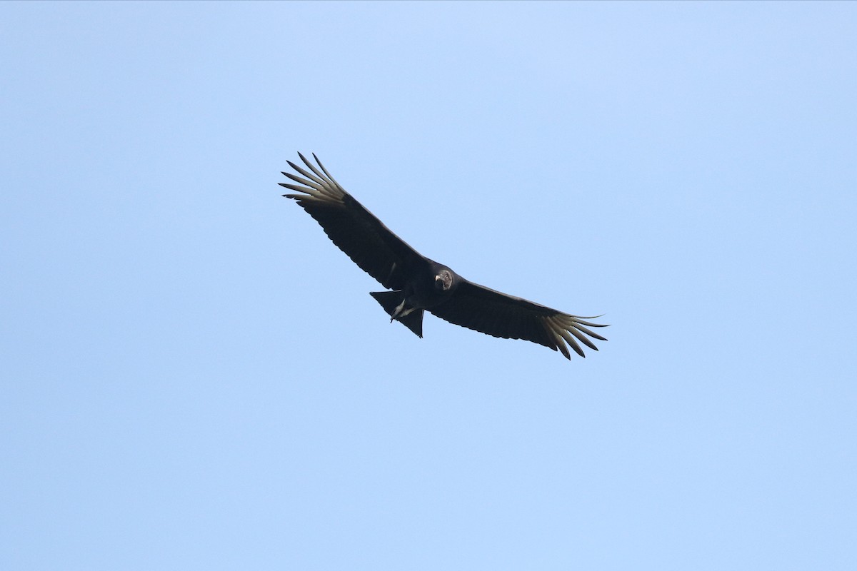 Black Vulture - ML198220231