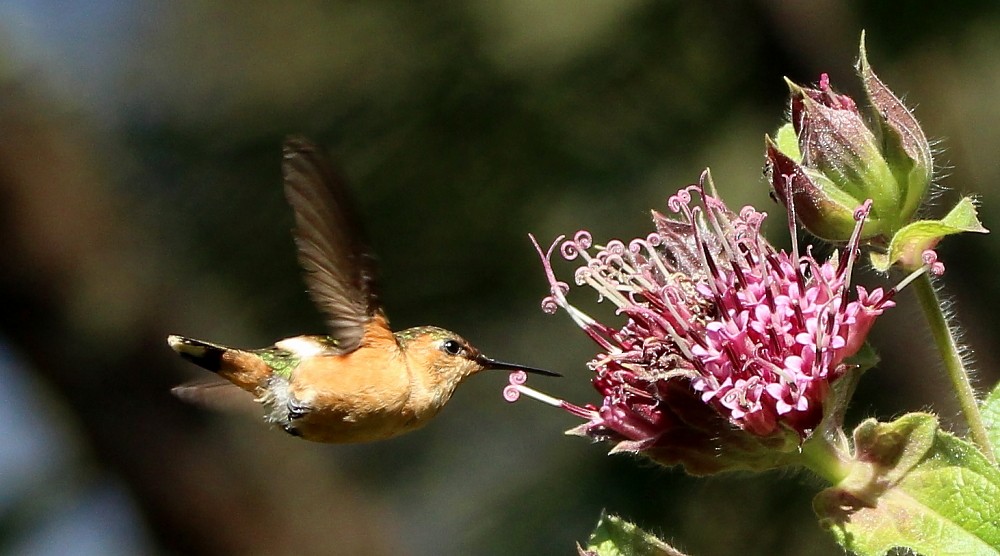 Sparkling-tailed Hummingbird - Paul Lewis