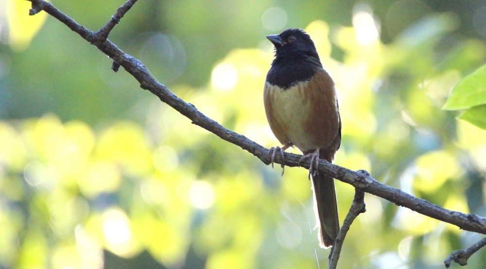 Spotted Towhee (Olive-backed) - ML198228961