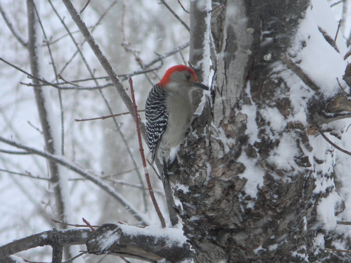 Red-bellied Woodpecker - Lisa McClendon