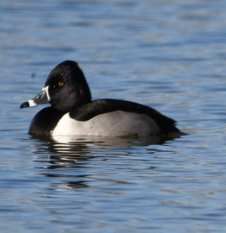 Ring-necked Duck - ML198234371