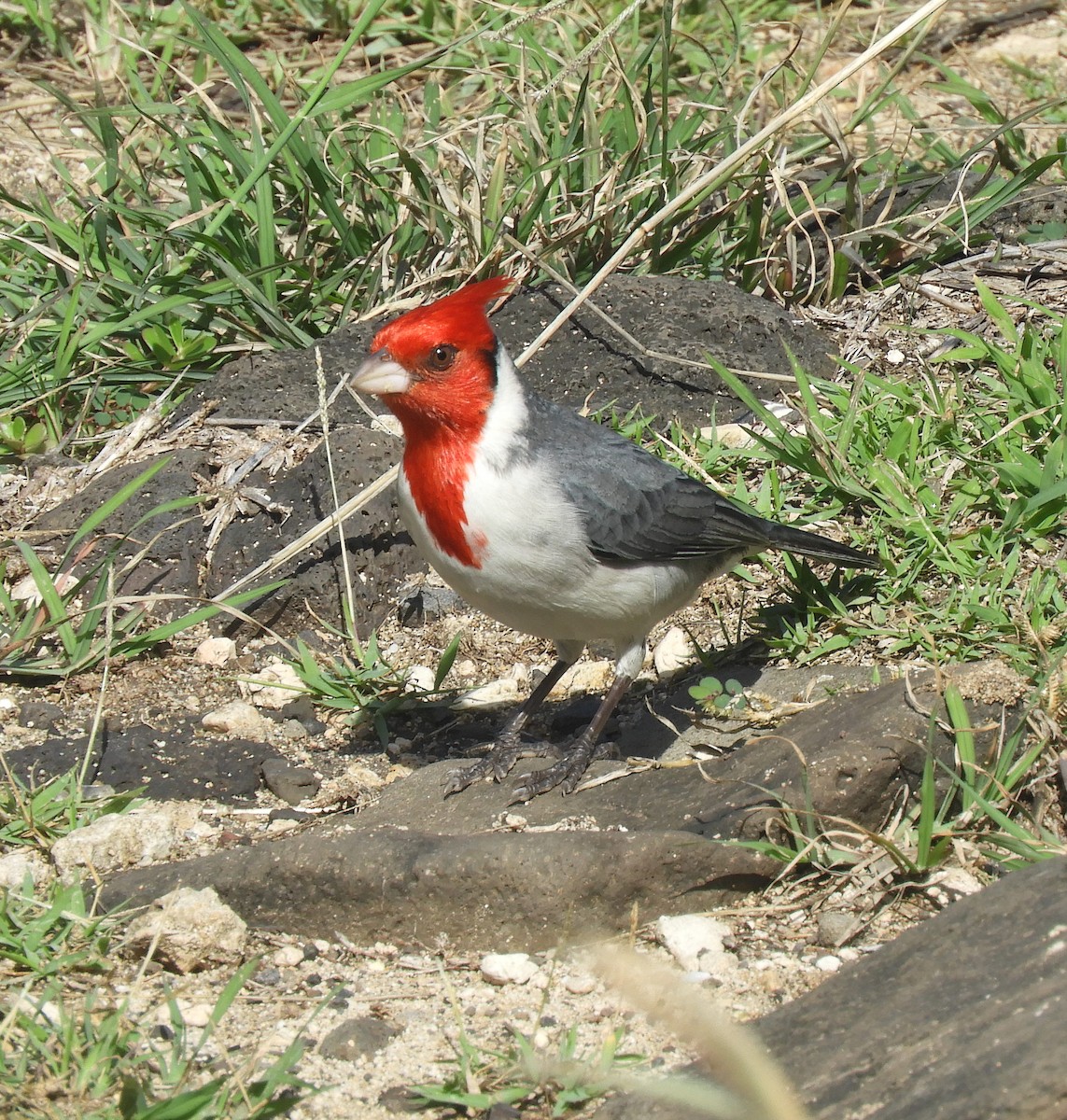 Red-crested Cardinal - ML198234561