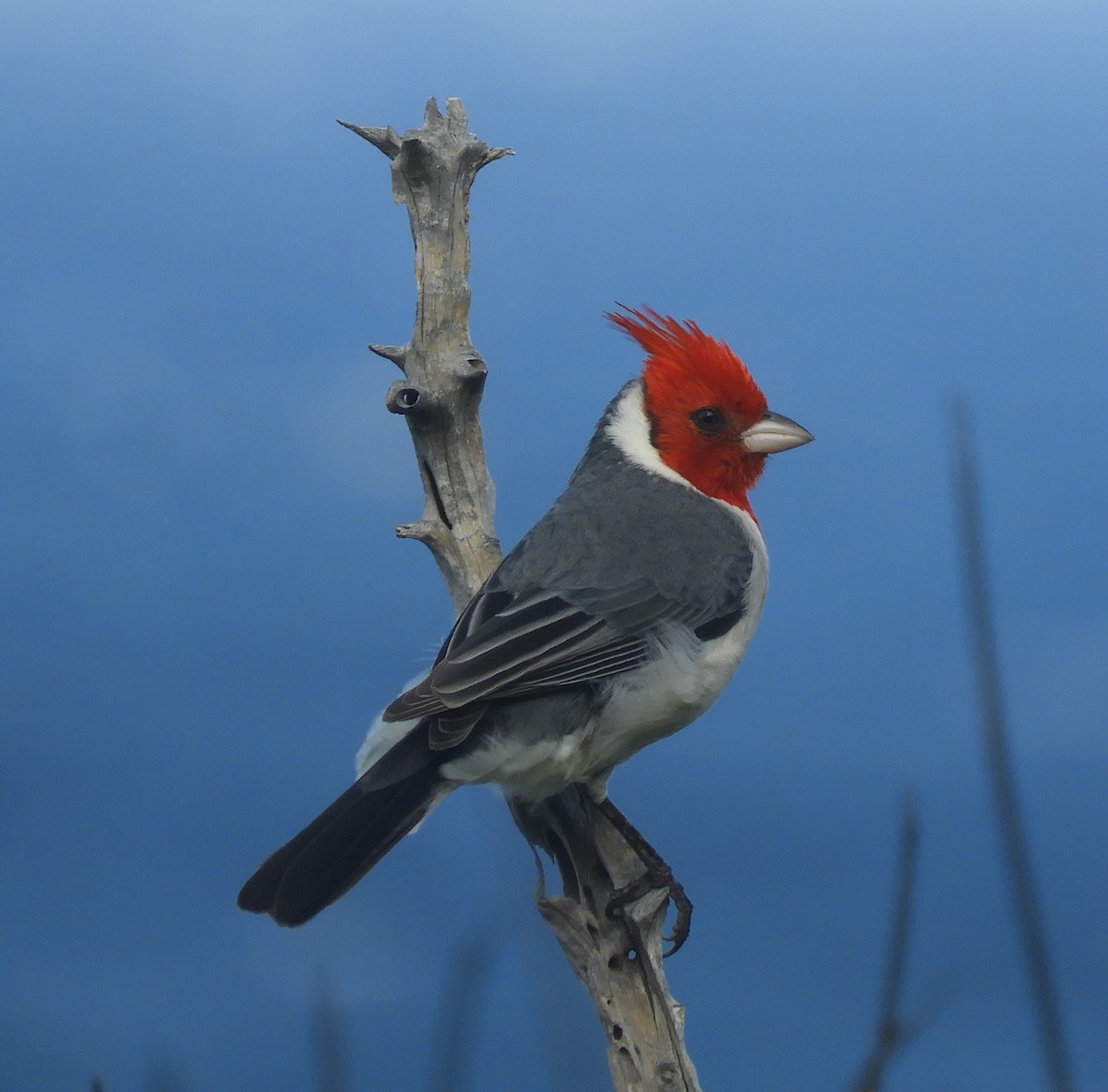 Red-crested Cardinal - ML198234601