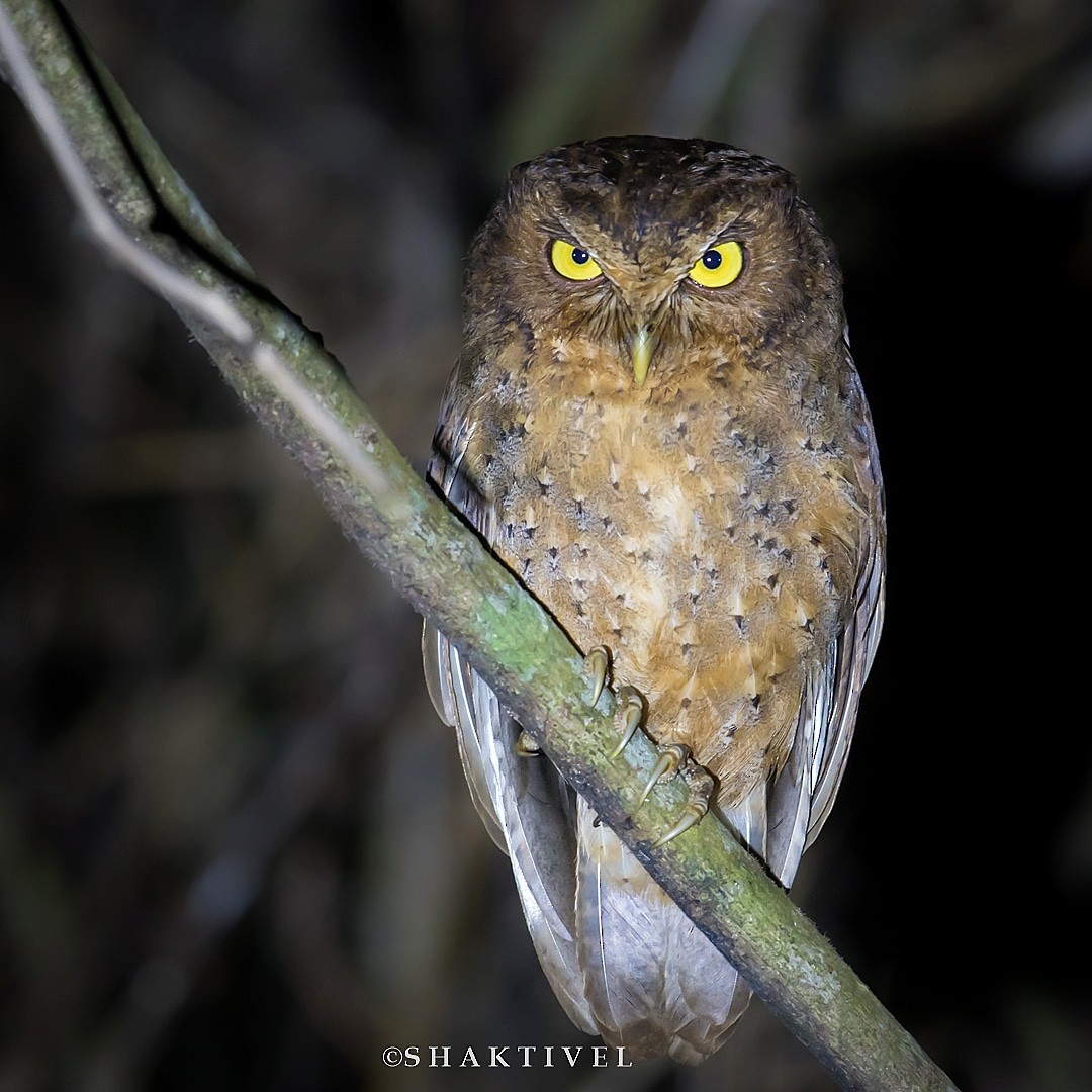 Andaman Scops-Owl - ML198234901