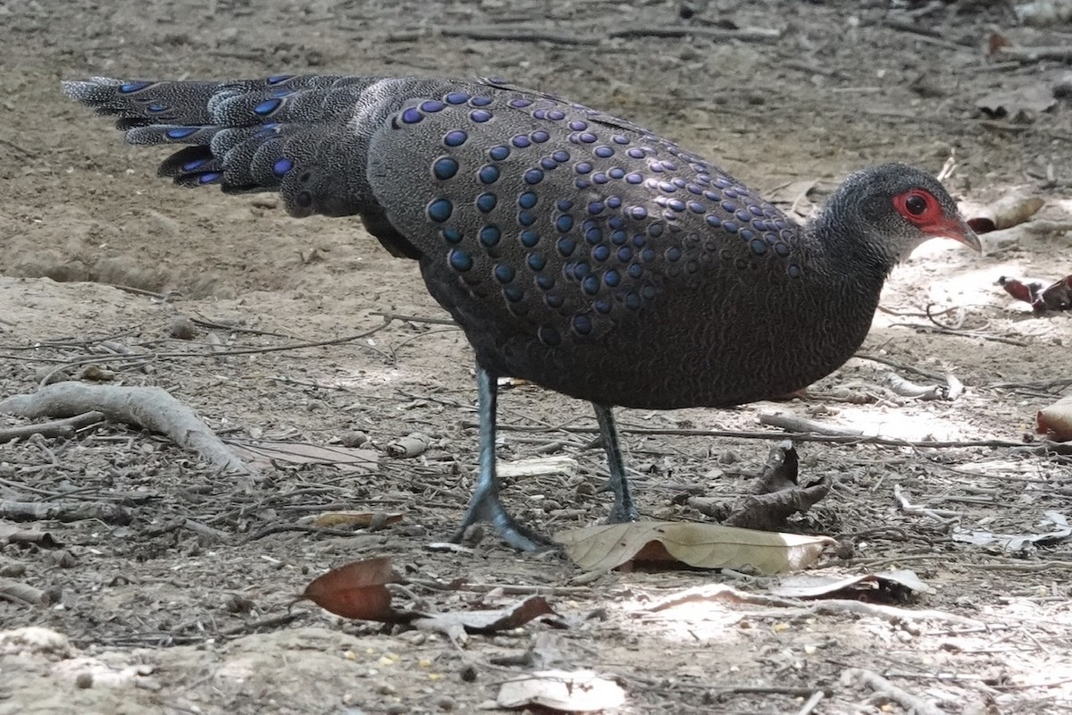 Germain's Peacock-Pheasant - Kathryn Young