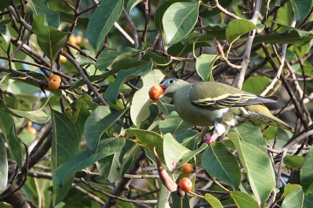 Thick-billed Green-Pigeon - ML198240931