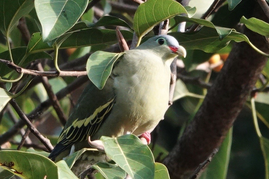 Thick-billed Green-Pigeon - ML198240941