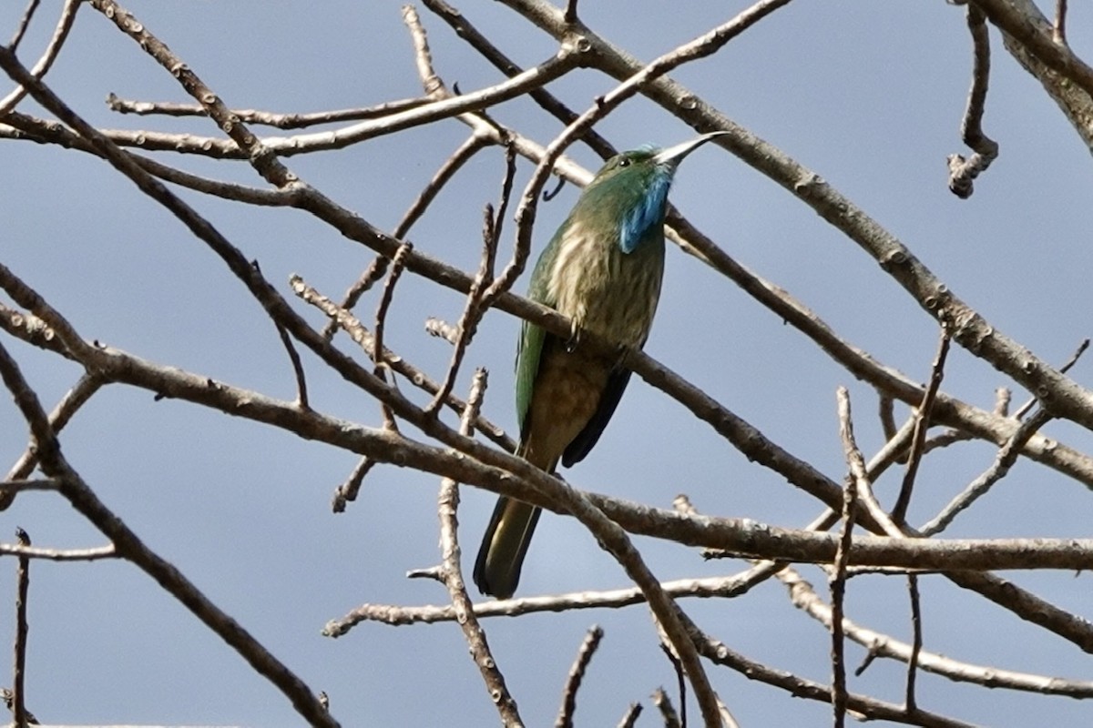 Blue-bearded Bee-eater - ML198240991