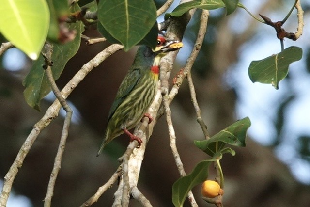 Coppersmith Barbet - Kathryn Young