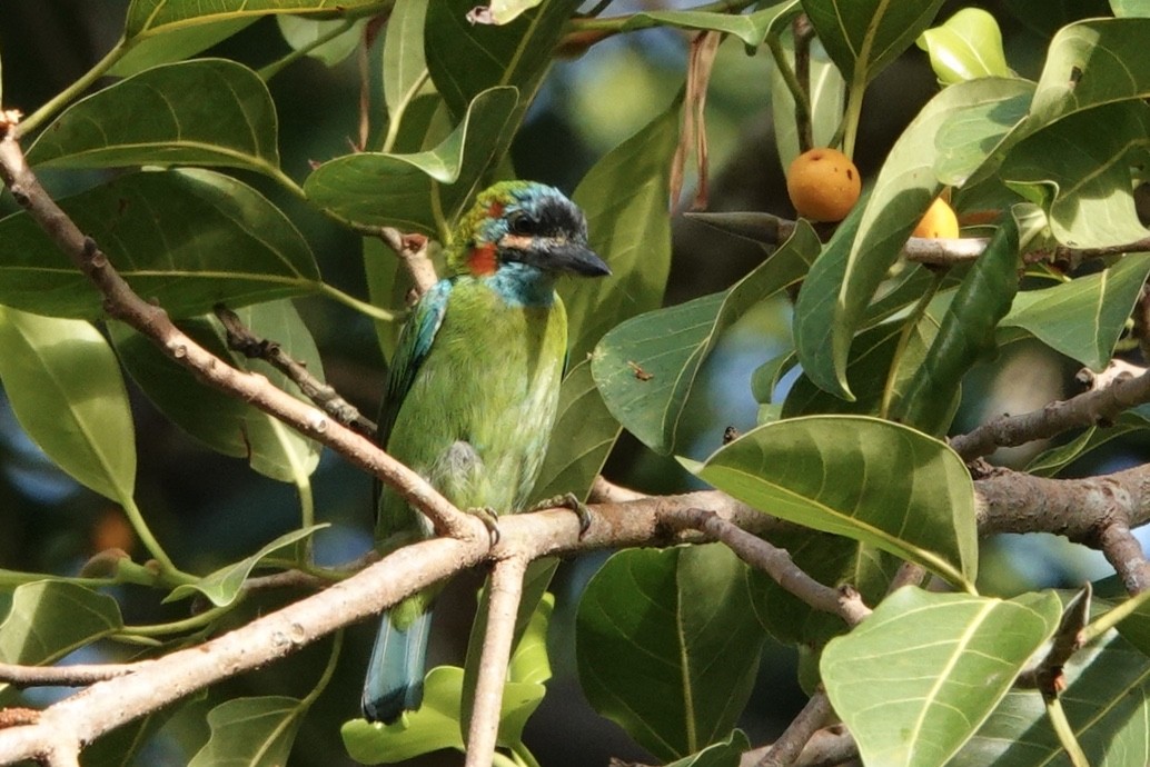 Blue-eared Barbet - Kathryn Young