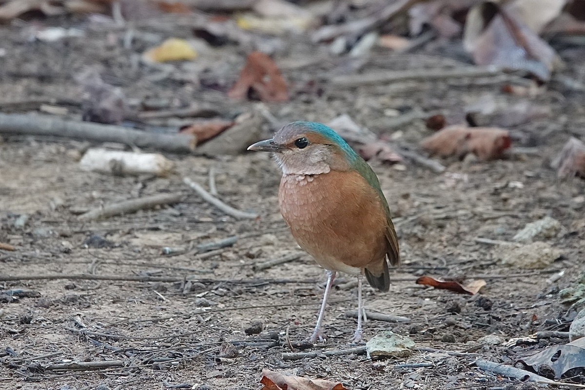 Blue-rumped Pitta - Kathryn Young