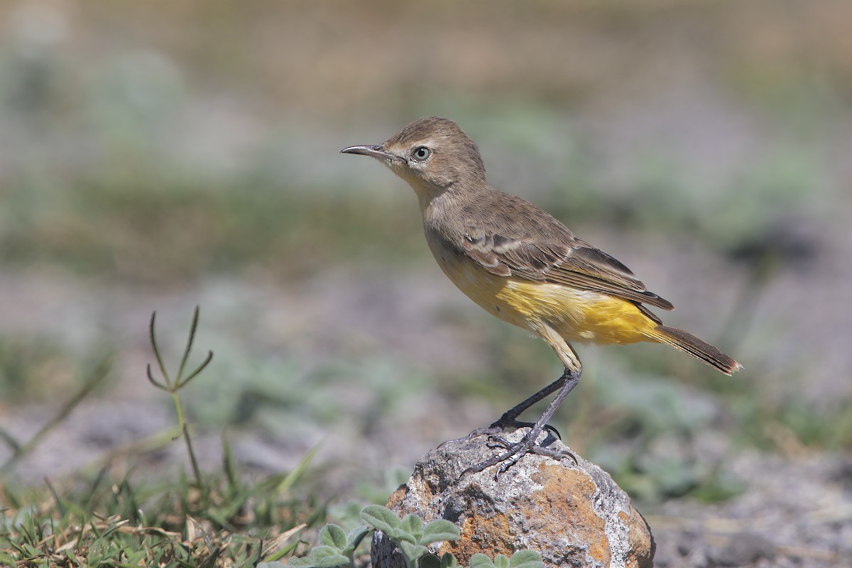 Yellow Chat - Marco Valentini