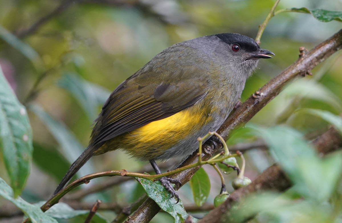 Black-and-yellow Silky-flycatcher - Sunil Thirkannad