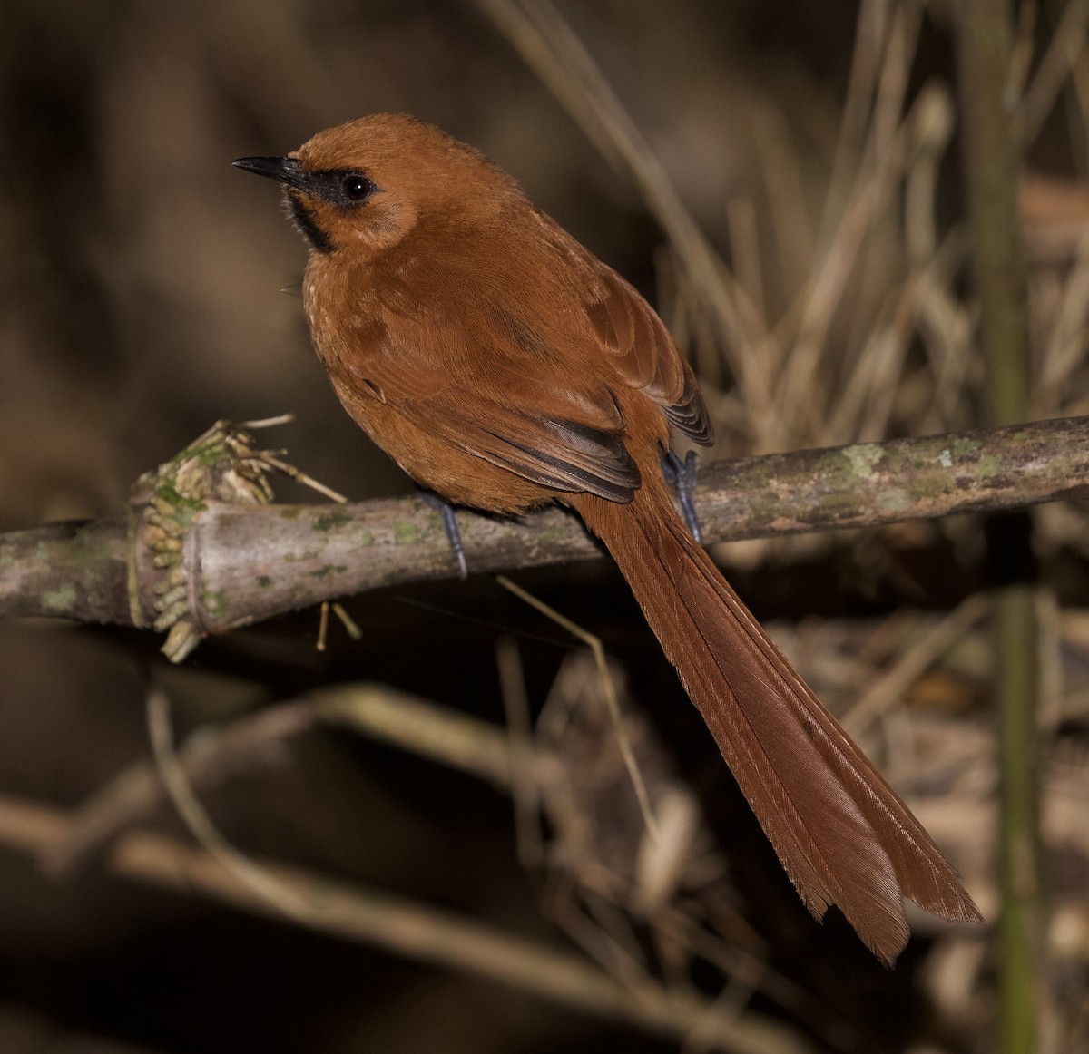 Black-throated Spinetail - ML198247081