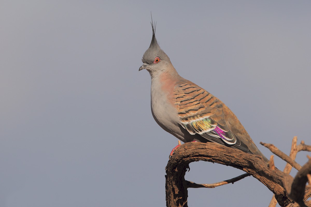 Crested Pigeon - ML198247731